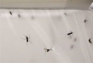 Britain Malaria Mosquitoes